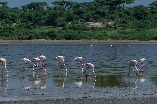 manyara safari tour